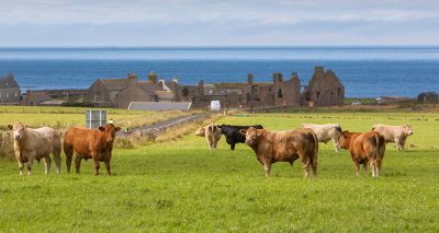 Moredun and Orkney Livestock Association announce partnership